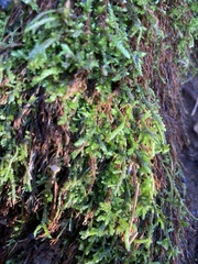 Porella platyphylla