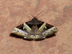Avatha bubo