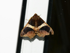 Bastilla fulvotaenia
