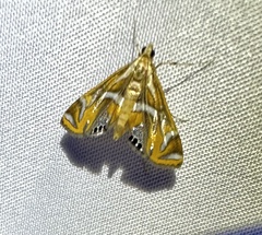 Margarosticha euprepialis