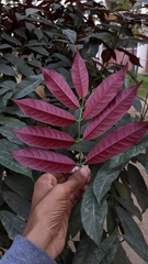 Excoecaria cochinchinensis