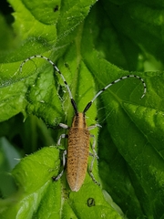 Agapanthia villosoviridescens