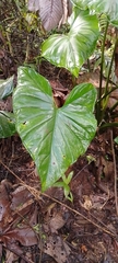 Aroideae