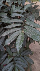 Excoecaria cochinchinensis