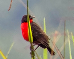 Leistes militaris
