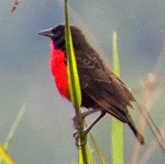 Leistes militaris
