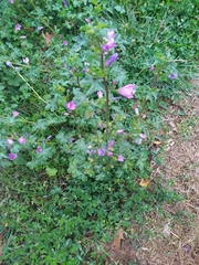 Malva sylvestris