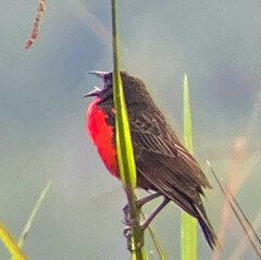 Leistes militaris