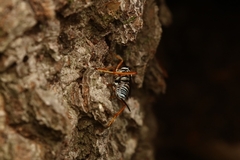Cryptinae