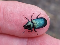 Platycerus caprea