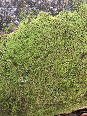 Claopodium rostratum