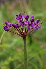 Allium wallichii
