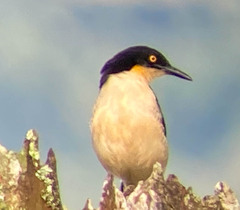 Donacobius atricapilla