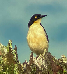 Donacobius atricapilla