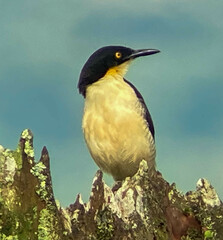 Donacobius atricapilla