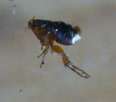 Ctenocephalides