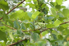 Premna serratifolia