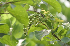 Premna serratifolia