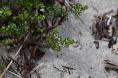 Salsola komarovii