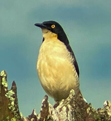 Donacobius atricapilla
