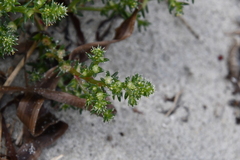 Salsola komarovii
