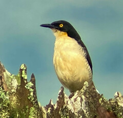 Donacobius atricapilla