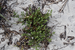 Salsola komarovii