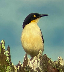 Donacobius atricapilla
