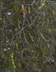 Archidendropsis basaltica