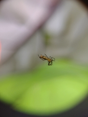 Micrathena