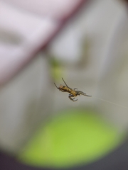Micrathena