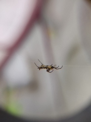 Micrathena