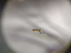 Micrathena