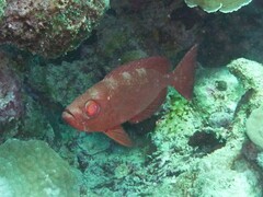 Priacanthus hamrur