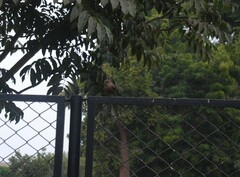 Pyrocephalus rubinus obscurus