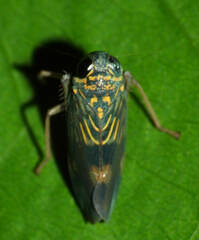 Evansolidia