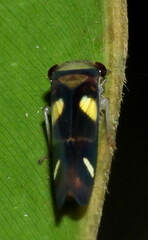 Dilobopterus exaltatus