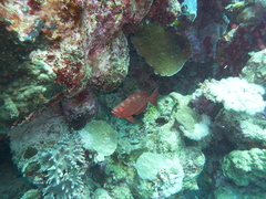 Priacanthus hamrur