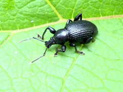 Otiorhynchus meridionalis