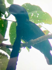 Cephalopterus penduliger