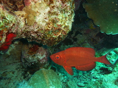 Priacanthus hamrur