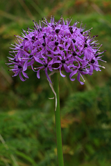 Allium wallichii