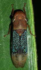 Proconiini