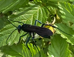 Pepsis grossa