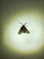 Psichotoe duvaucelii