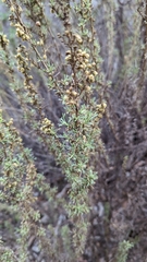 Artemisia californica