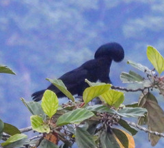 Cephalopterus penduliger