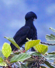 Cephalopterus penduliger