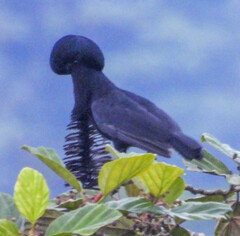 Cephalopterus penduliger