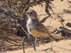 Calendulauda erythrochlamys barlowi